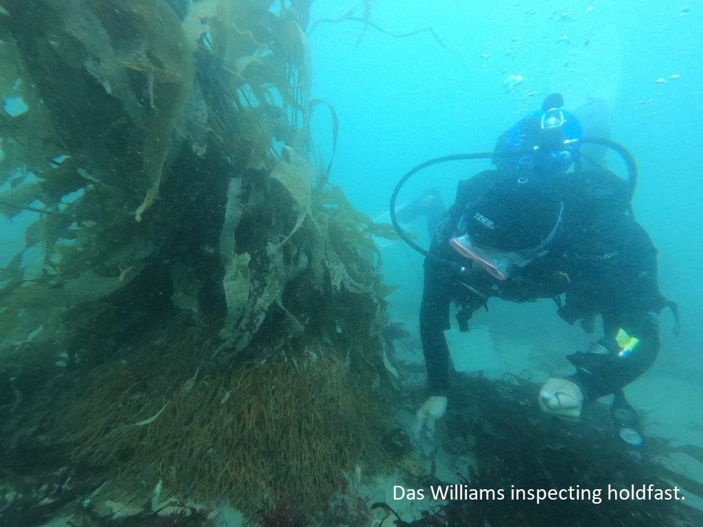 Kelp Project - Das Williams inspecting holdfast<br />
