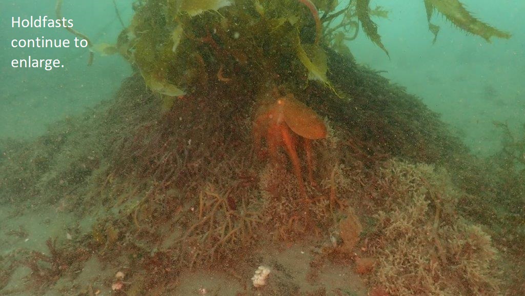Kelp Project