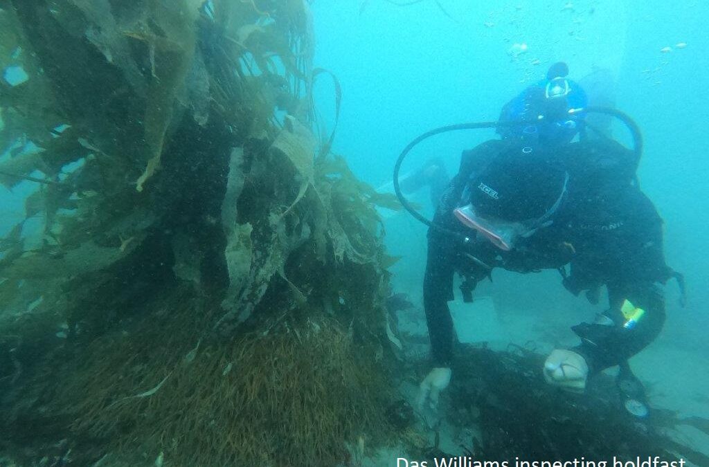 photo of Kelp Project - Das Williams inspecting holdfast